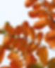 Brown Leaves